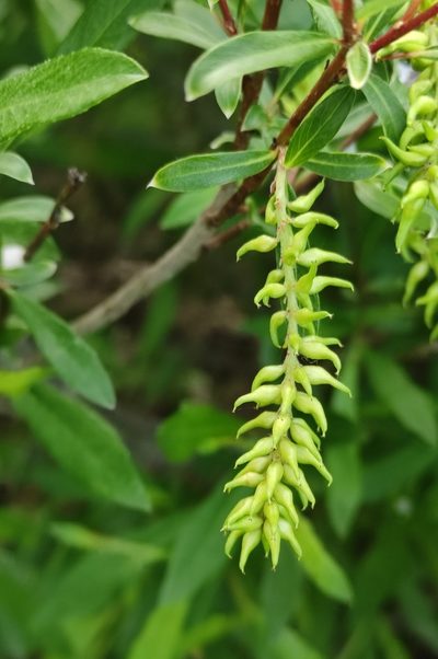 Salix rhamnifolia, photographed by Юлия