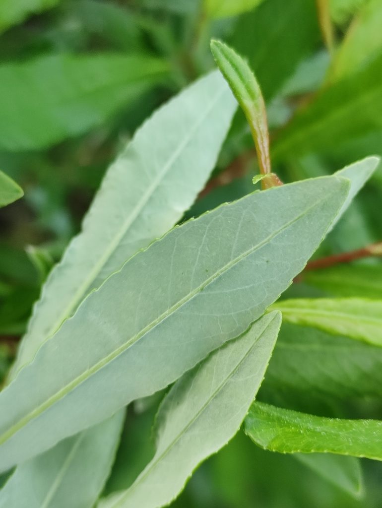 Salix rhamnifolia, photographed by Юлия