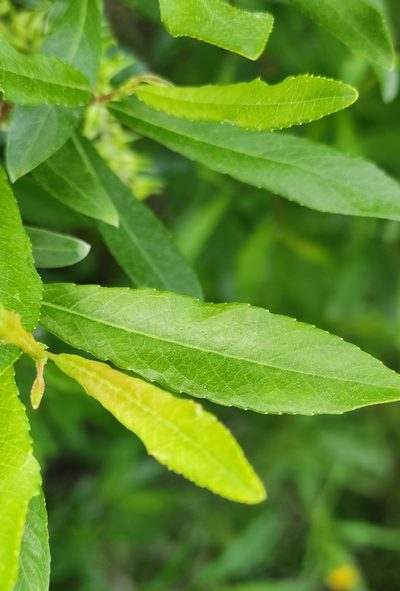 Salix rhamnifolia, photographed by Юлия