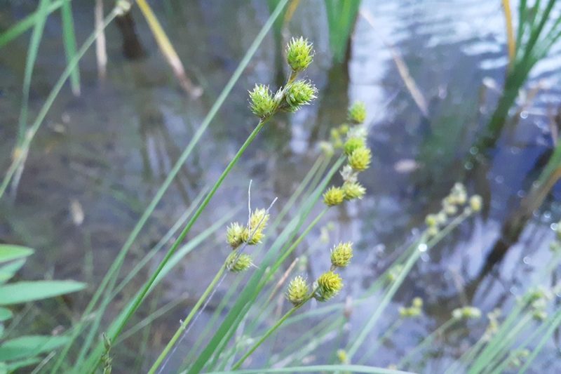 Carex molesta, photographed by Quinten Wiegersma