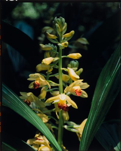 Phaius flavus, photographed by Hibiki Katayama