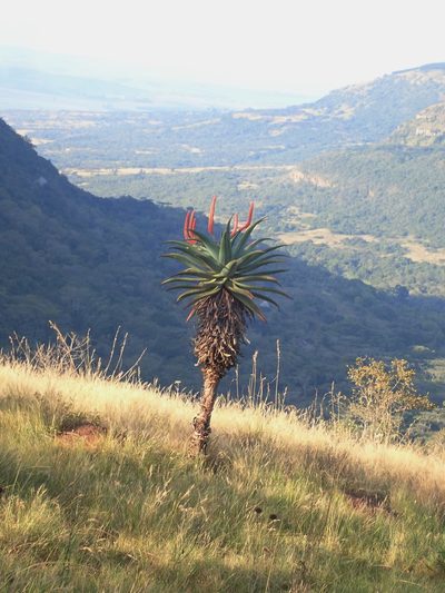 Aloe candelabrum, photographed by Peter Warren