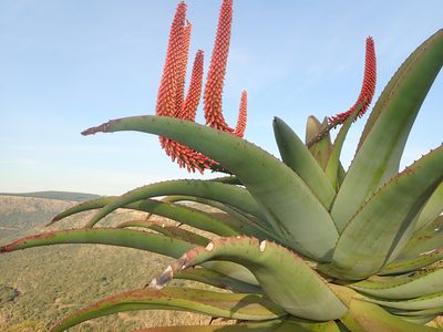 Aloe candelabrum, photographed by Peter Warren