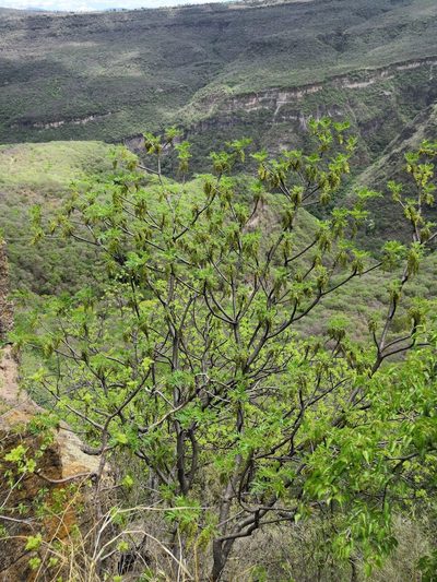 Amphipterygium molle, photographed by Ana Nuño
