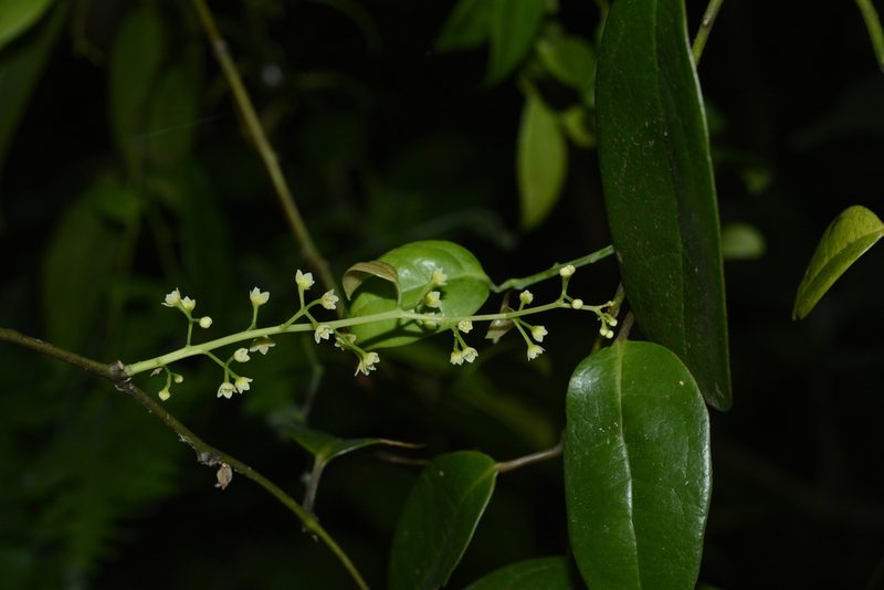 Sabia limoniacea, photographed by Siddarth Machado