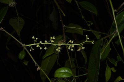 Sabia limoniacea, photographed by Siddarth Machado