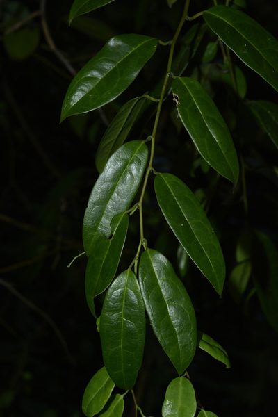Sabia limoniacea, photographed by Siddarth Machado