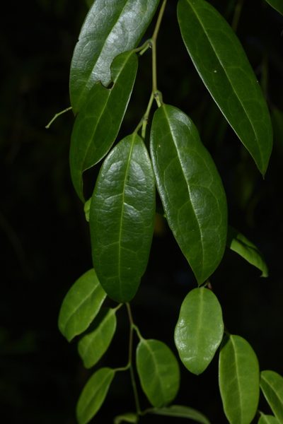 Sabia limoniacea, photographed by Siddarth Machado
