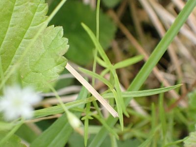 Stellaria longifolia, photographed by Mary Krieger