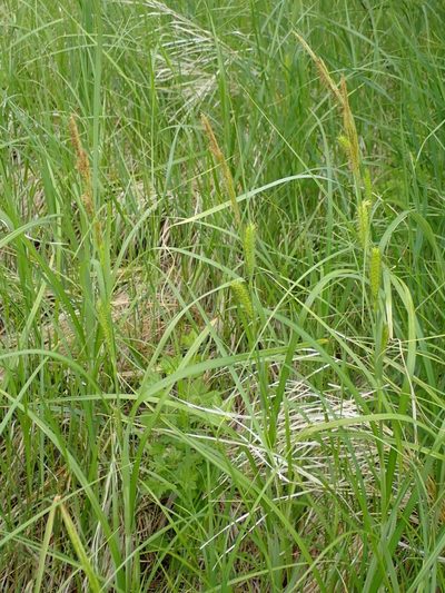 Carex atherodes, photographed by Mary Krieger