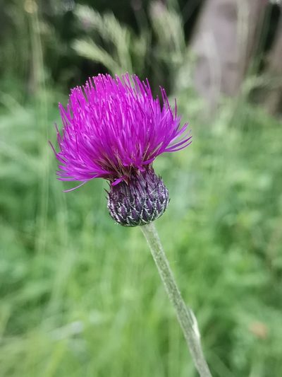 Cirsium pannonicum, photographed by Ljaž
