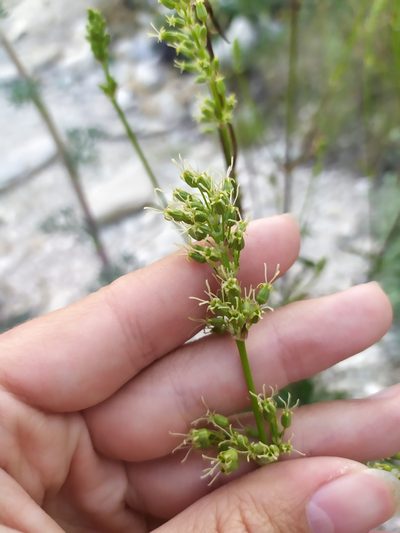 Silene densiflora, photographed by Сергей Крыленко