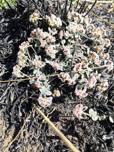 Euphorbia umbellulata, photographed by Ana Nuño
