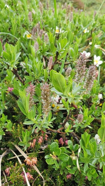 Salix breviserrata, photographed by hecklemore