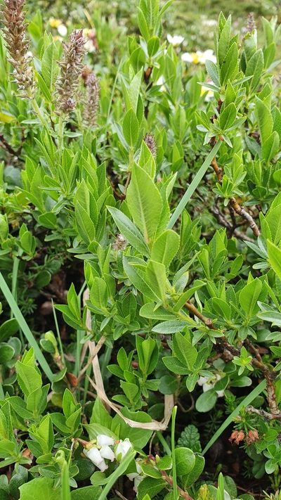 Salix breviserrata, photographed by hecklemore