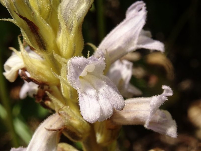 Orobanche purpurea, photographed by Esteban Stefano Pavan