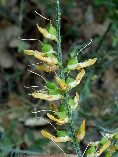 Genista tricuspidata, photographed by Karim Haddad