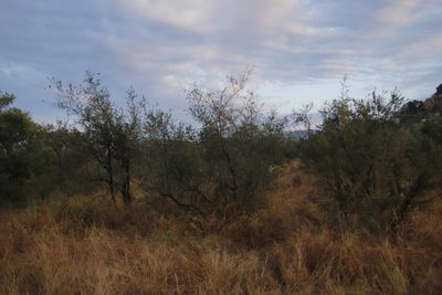 Combretum hereroense, photographed by Tony Rebelo