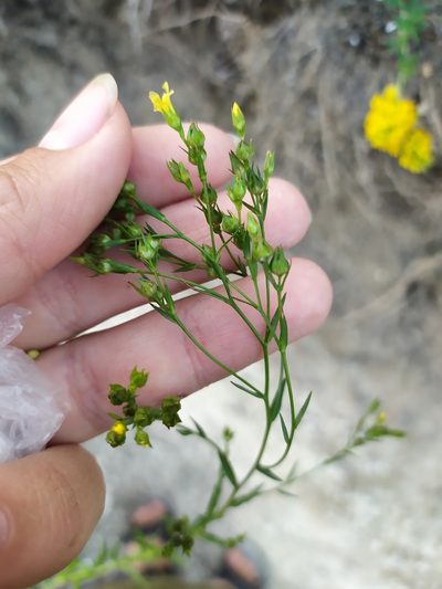 Linum corymbulosum, photographed by Сергей Крыленко