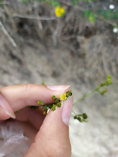 Linum corymbulosum, photographed by Сергей Крыленко