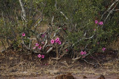 Adenium swazicum, photographed by Tony Rebelo