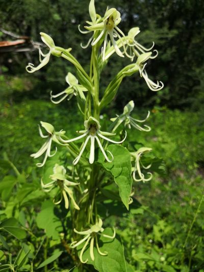 Habenaria macroceratitis, photographed by Ana Nuño