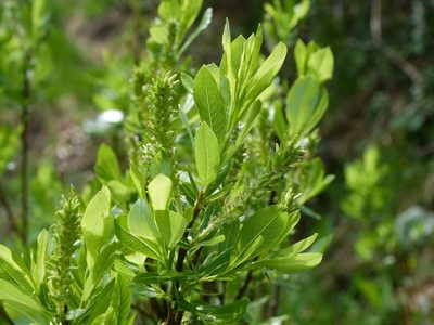 Salix waldsteiniana, photographed by Wolfgang Jauch