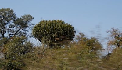 Euphorbia ingens, photographed by Tony Rebelo