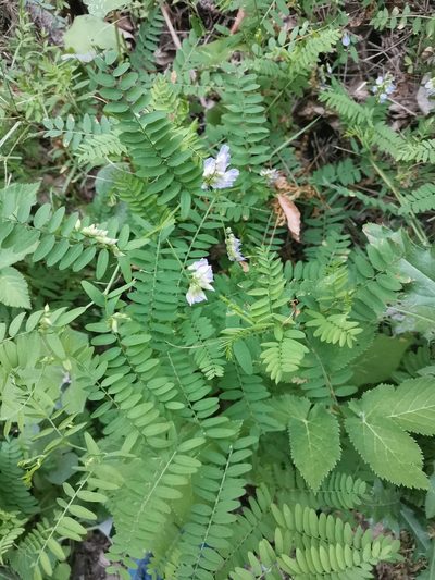 Vicia cassubica, photographed by Ljaž