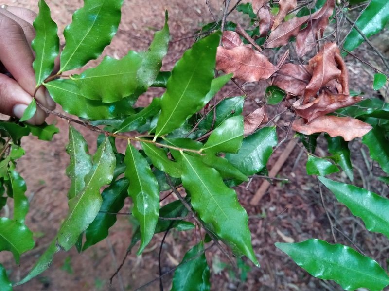 Grangeria porosa, photographed by Romer N. Rabarijaona