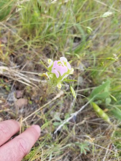 Orthocarpus tenuifolius, photographed by msieges