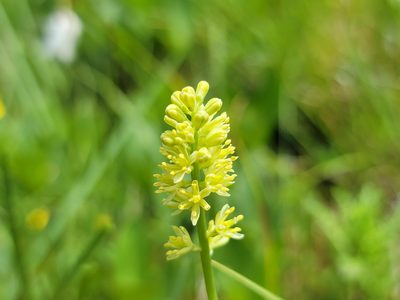 Tofieldia calyculata, photographed by Elias