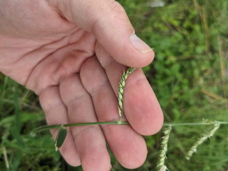 Urochloa trichopus, photographed by Cleveland Powell