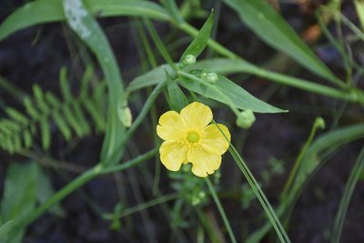 Ranunculus lingua, photographed by Игорь Васильев