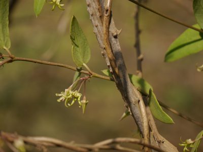 Pentatropis nivalis, photographed by Dinesh Valke