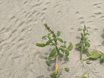Amaranthus greggii, photographed by Cleveland Powell