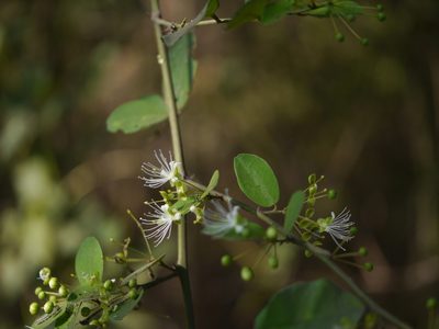 Capparis sepiaria, photographed by Dinesh Valke