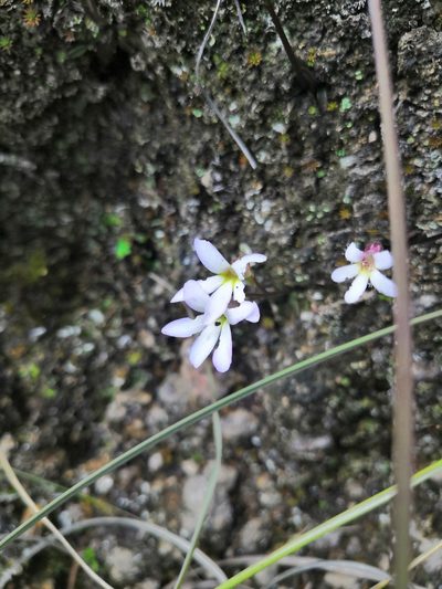 Pinguicula parvifolia, photographed by Ana Nuño