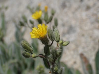 Hieracium horridum, photographed by Scott Yarger