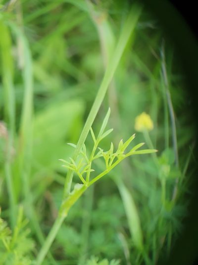 Bunium bulbocastanum, photographed by Jonathan Hughes