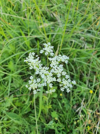 Bunium bulbocastanum, photographed by Jonathan Hughes