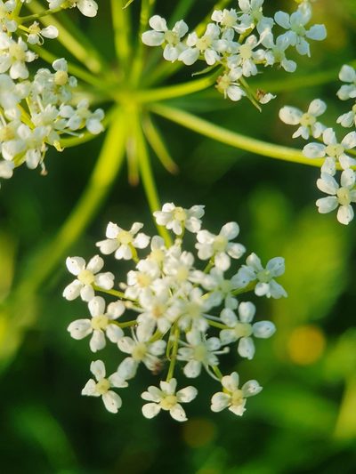 Bunium bulbocastanum, photographed by Jonathan Hughes