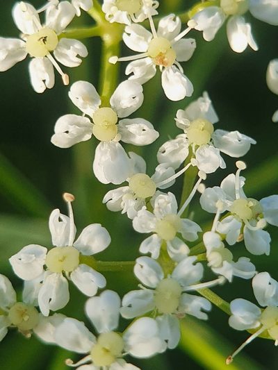 Bunium bulbocastanum, photographed by Jonathan Hughes