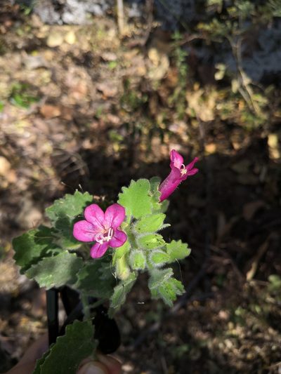 Mabrya rosei, photographed by Ana Nuño