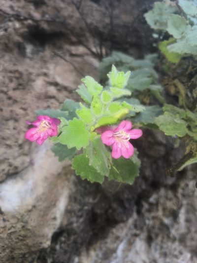Mabrya rosei, photographed by Ana Nuño