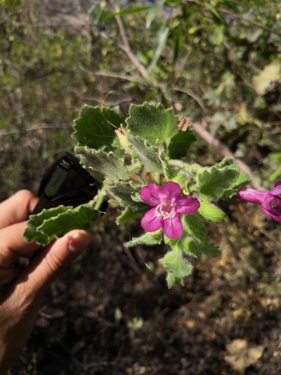 Mabrya rosei, photographed by Ana Nuño