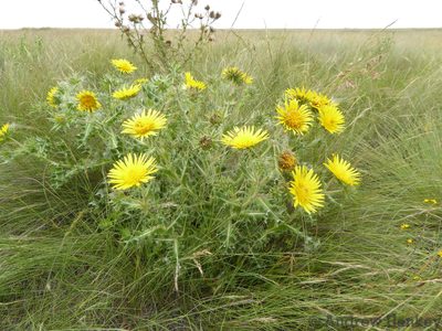 Berkheya onopordifolia, photographed by Andrew Hankey