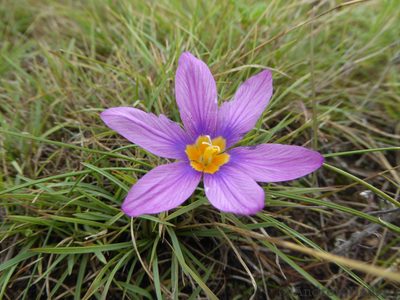 Syringodea bifucata, photographed by Andrew Hankey