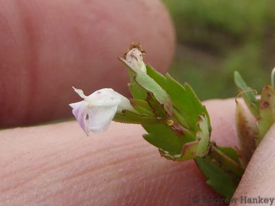 Linderniella nana, photographed by Andrew Hankey