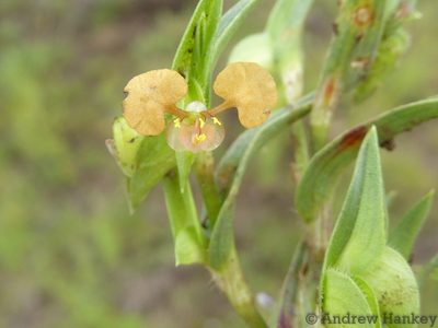 Commelina subulata, photographed by Andrew Hankey